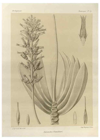 Reproducción/Reproduction 49786169592: Histoire physique, naturelle, et politique de Madagascar. Paris :Impr. nationale,1885-. 