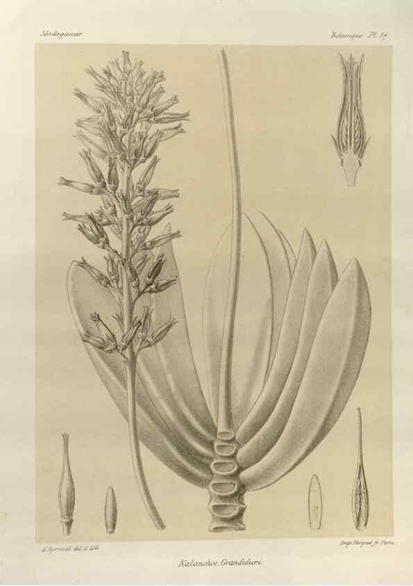 Reproducción/Reproduction 49786169592: Histoire physique, naturelle, et politique de Madagascar. Paris :Impr. nationale,1885-. 
