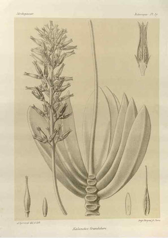Reproducción/Reproduction 49786169592: Histoire physique, naturelle, et politique de Madagascar. Paris :Impr. nationale,1885-. 