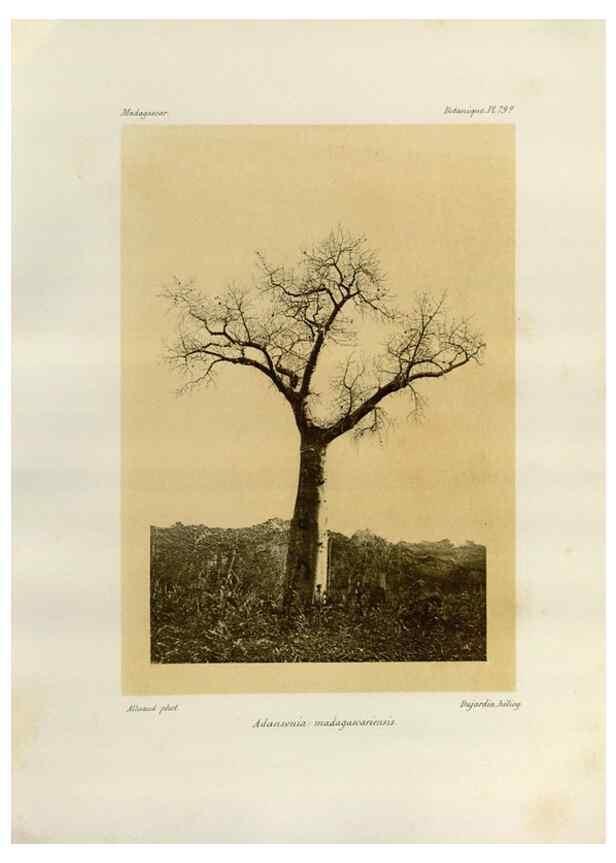 Reproducción/Reproduction 49785319058: Histoire physique, naturelle, et politique de Madagascar. Paris :Impr. nationale,1885-. 