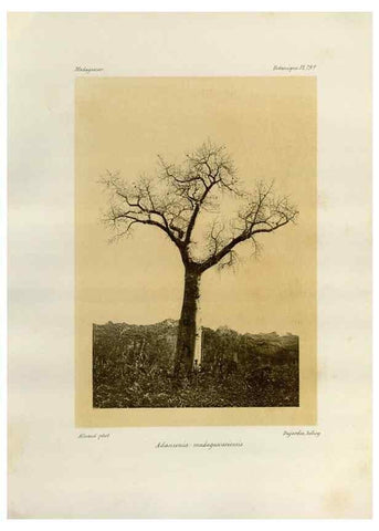 Reproducción/Reproduction 49785319058: Histoire physique, naturelle, et politique de Madagascar. Paris :Impr. nationale,1885-. 