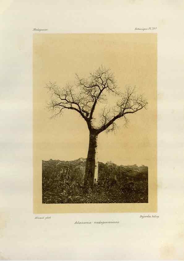Reproducción/Reproduction 49785319058: Histoire physique, naturelle, et politique de Madagascar. Paris :Impr. nationale,1885-. 