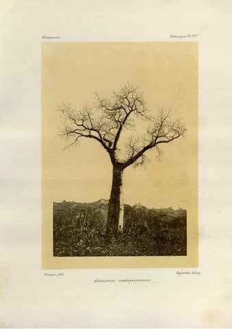 Reproducción/Reproduction 49785319058: Histoire physique, naturelle, et politique de Madagascar. Paris :Impr. nationale,1885-. 