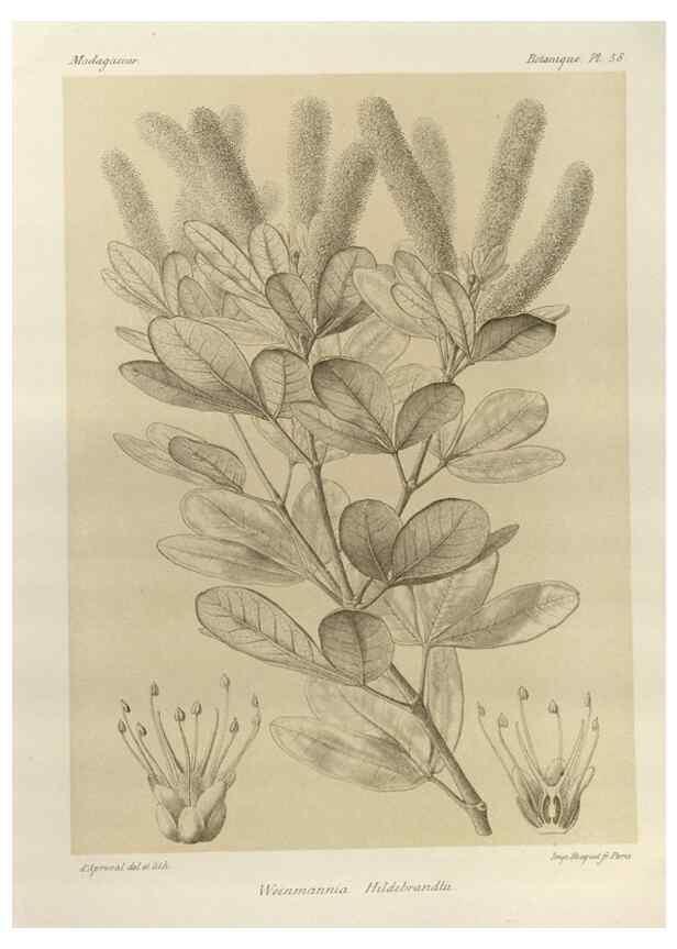 Reproducción/Reproduction 49785848206: Histoire physique, naturelle, et politique de Madagascar. Paris :Impr. nationale,1885-. 