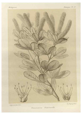 Reproducción/Reproduction 49785848206: Histoire physique, naturelle, et politique de Madagascar. Paris :Impr. nationale,1885-. 