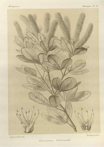 Reproducción/Reproduction 49785848206: Histoire physique, naturelle, et politique de Madagascar. Paris :Impr. nationale,1885-. 