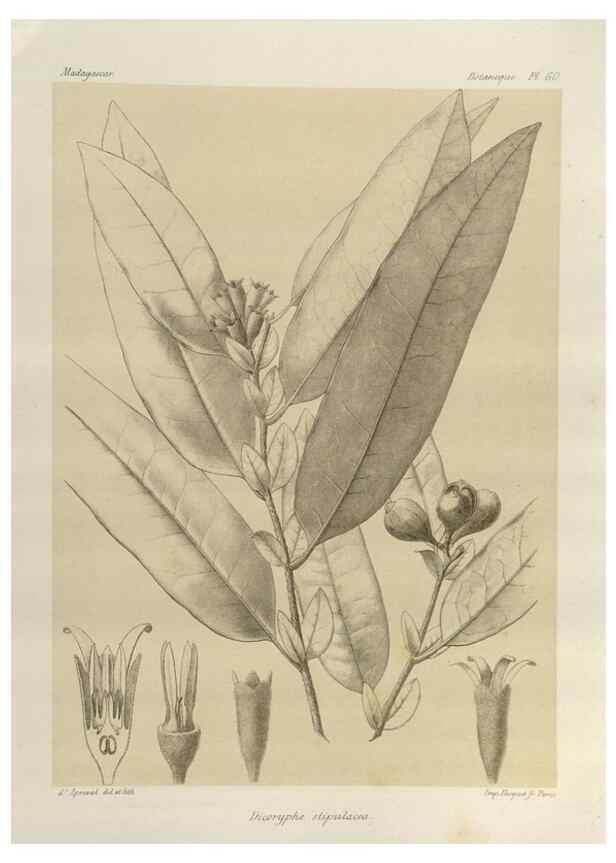 Reproducción/Reproduction 49786170707: Histoire physique, naturelle, et politique de Madagascar. Paris :Impr. nationale,1885-. 