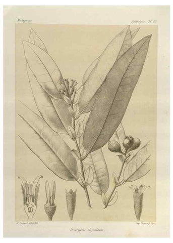 Reproducción/Reproduction 49786170707: Histoire physique, naturelle, et politique de Madagascar. Paris :Impr. nationale,1885-. 