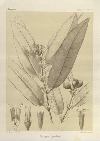 Reproducción/Reproduction 49786170707: Histoire physique, naturelle, et politique de Madagascar. Paris :Impr. nationale,1885-. 