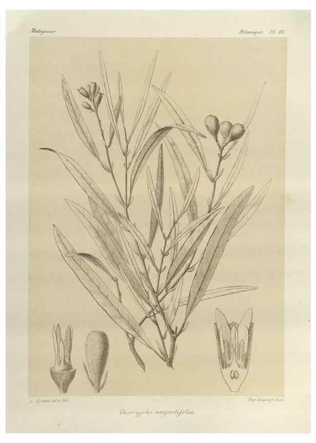 Reproducción/Reproduction 49785849256: Histoire physique, naturelle, et politique de Madagascar. Paris :Impr. nationale,1885-. 