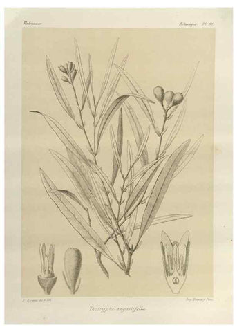 Reproducción/Reproduction 49785849256: Histoire physique, naturelle, et politique de Madagascar. Paris :Impr. nationale,1885-. 