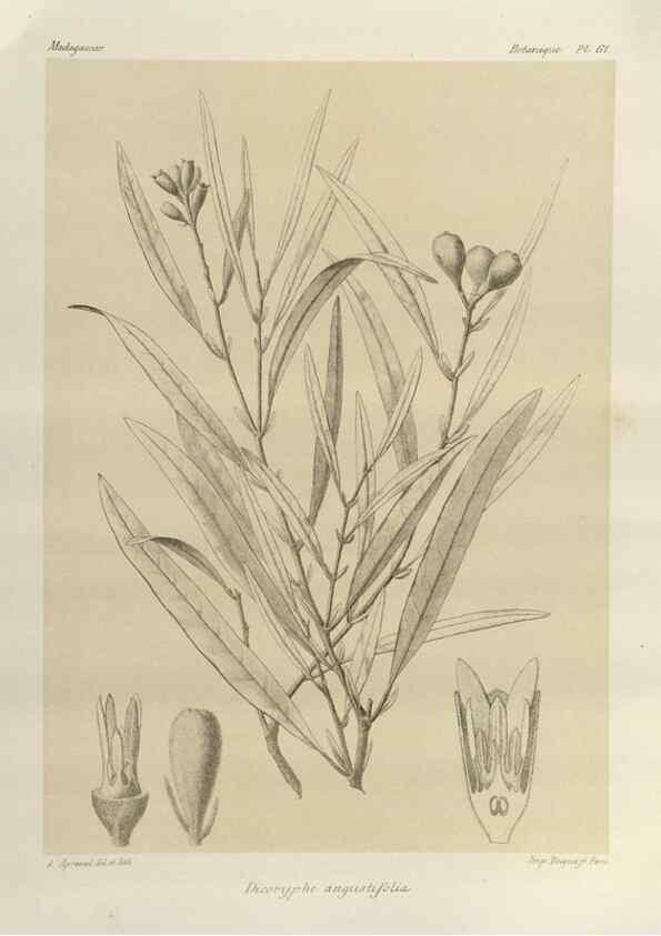 Reproducción/Reproduction 49785849256: Histoire physique, naturelle, et politique de Madagascar. Paris :Impr. nationale,1885-. 