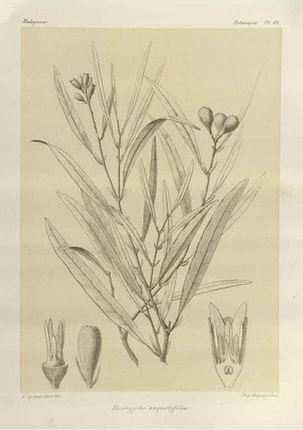 Reproducción/Reproduction 49785849256: Histoire physique, naturelle, et politique de Madagascar. Paris :Impr. nationale,1885-. 