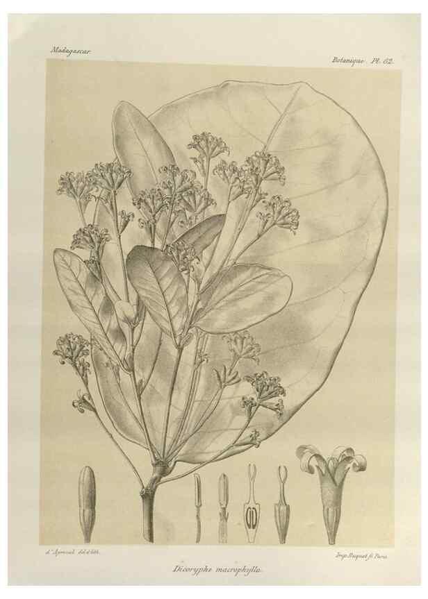 Reproducción/Reproduction 49786171372: Histoire physique, naturelle, et politique de Madagascar. Paris :Impr. nationale,1885-. 