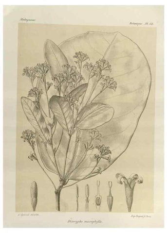 Reproducción/Reproduction 49786171372: Histoire physique, naturelle, et politique de Madagascar. Paris :Impr. nationale,1885-. 