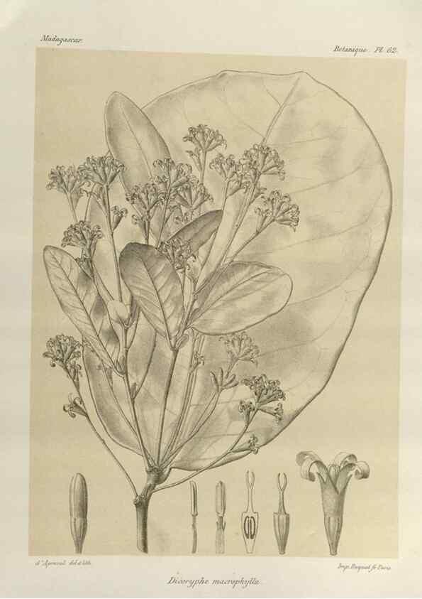 Reproducción/Reproduction 49786171372: Histoire physique, naturelle, et politique de Madagascar. Paris :Impr. nationale,1885-. 