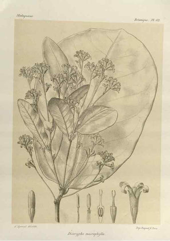 Reproducción/Reproduction 49786171372: Histoire physique, naturelle, et politique de Madagascar. Paris :Impr. nationale,1885-. 