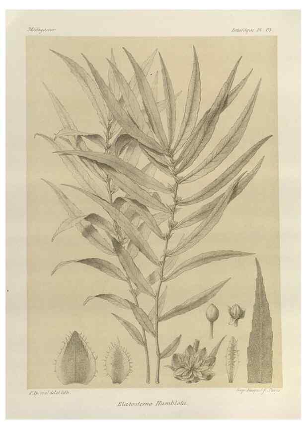 Reproducción/Reproduction 49786171807: Histoire physique, naturelle, et politique de Madagascar. Paris :Impr. nationale,1885-. 