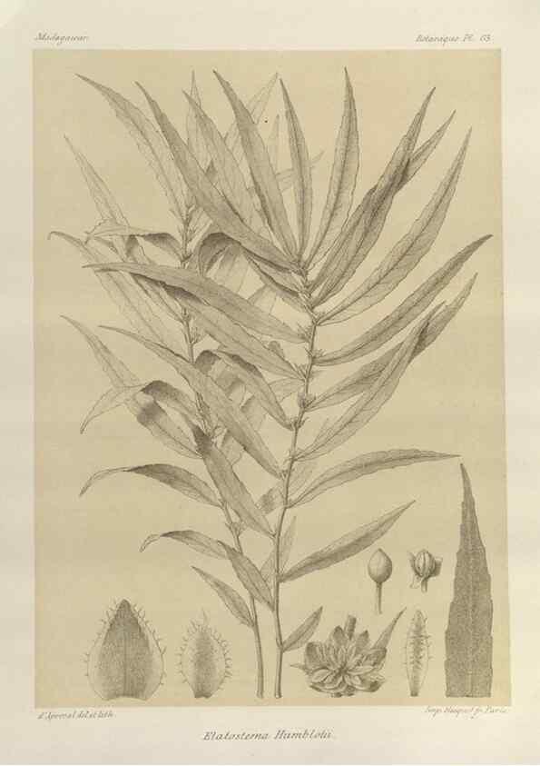 Reproducción/Reproduction 49786171807: Histoire physique, naturelle, et politique de Madagascar. Paris :Impr. nationale,1885-. 