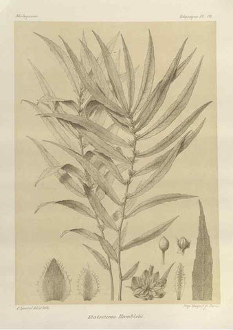 Reproducción/Reproduction 49786171807: Histoire physique, naturelle, et politique de Madagascar. Paris :Impr. nationale,1885-. 