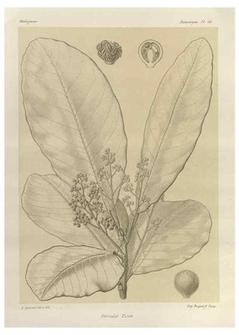 Reproducción/Reproduction 49785850216: Histoire physique, naturelle, et politique de Madagascar. Paris :Impr. nationale,1885-. 