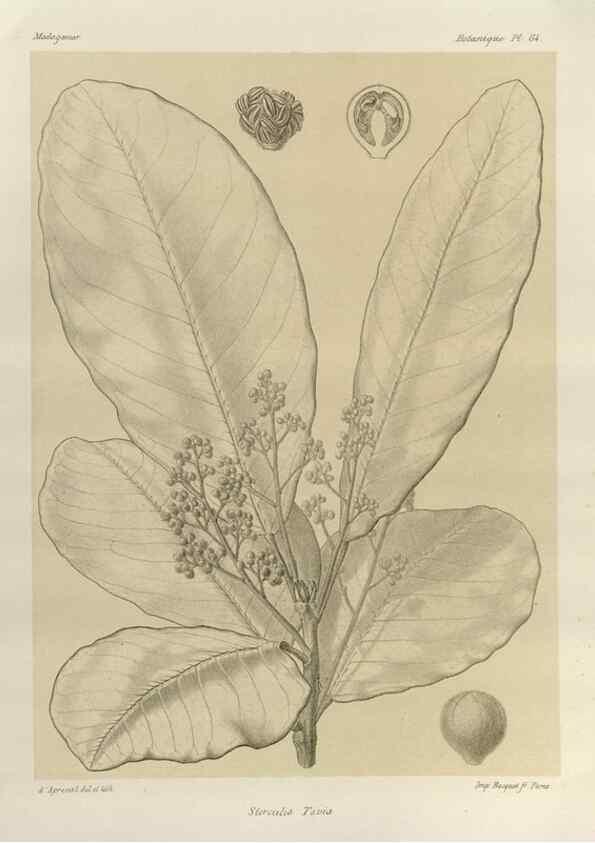 Reproducción/Reproduction 49785850216: Histoire physique, naturelle, et politique de Madagascar. Paris :Impr. nationale,1885-. 