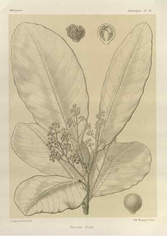Reproducción/Reproduction 49785850216: Histoire physique, naturelle, et politique de Madagascar. Paris :Impr. nationale,1885-. 