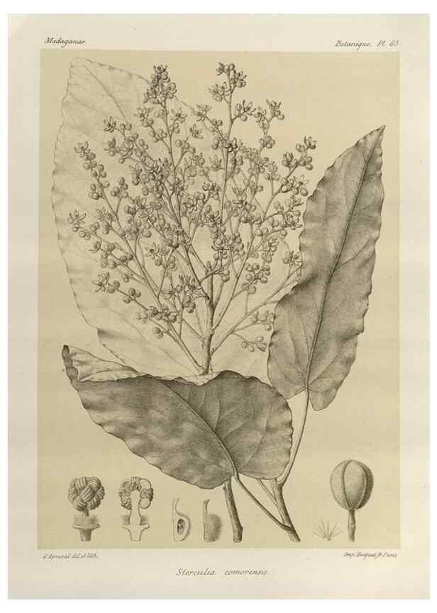 Reproducción/Reproduction 49785313668: Histoire physique, naturelle, et politique de Madagascar. Paris :Impr. nationale,1885-. 