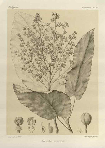 Reproducción/Reproduction 49785313668: Histoire physique, naturelle, et politique de Madagascar. Paris :Impr. nationale,1885-. 