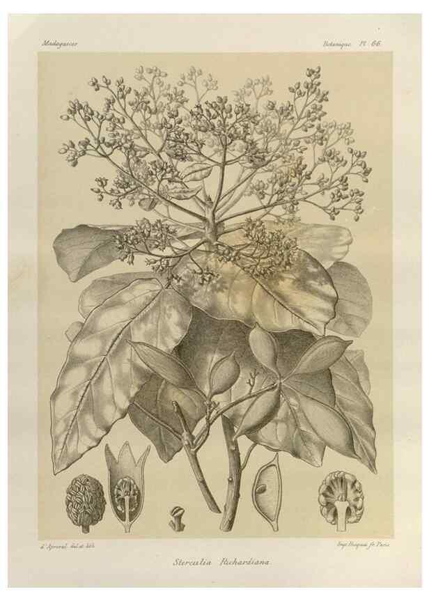 Reproducción/Reproduction 49785850861: Histoire physique, naturelle, et politique de Madagascar. Paris :Impr. nationale,1885-. 