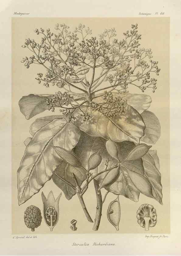 Reproducción/Reproduction 49785850861: Histoire physique, naturelle, et politique de Madagascar. Paris :Impr. nationale,1885-. 