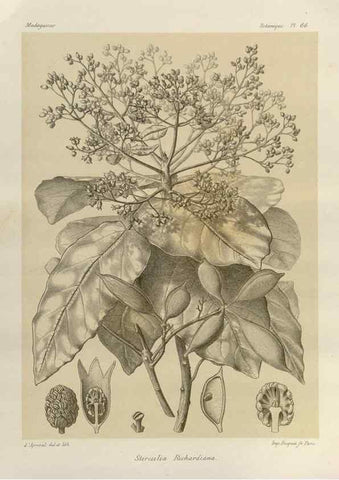 Reproducción/Reproduction 49785850861: Histoire physique, naturelle, et politique de Madagascar. Paris :Impr. nationale,1885-. 