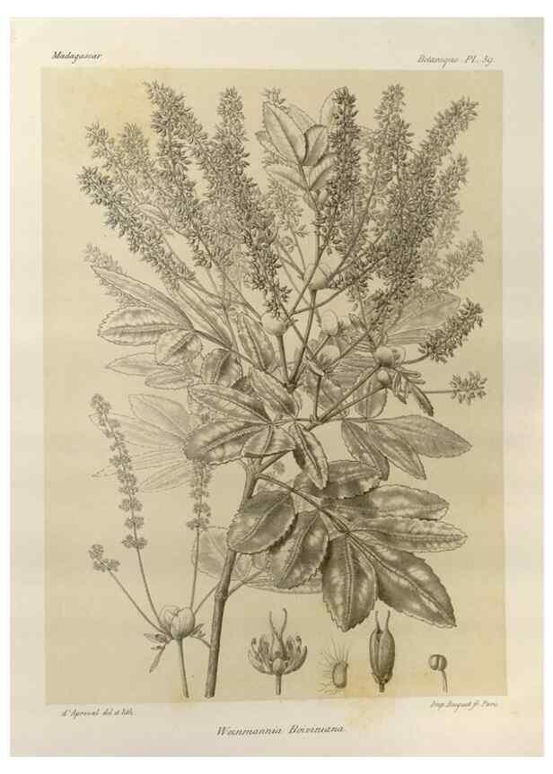 Reproducción/Reproduction 49785311593: Histoire physique, naturelle, et politique de Madagascar. Paris :Impr. nationale,1885-. 