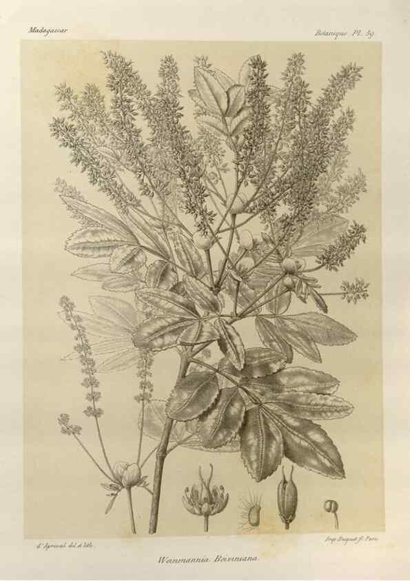 Reproducción/Reproduction 49785311593: Histoire physique, naturelle, et politique de Madagascar. Paris :Impr. nationale,1885-. 