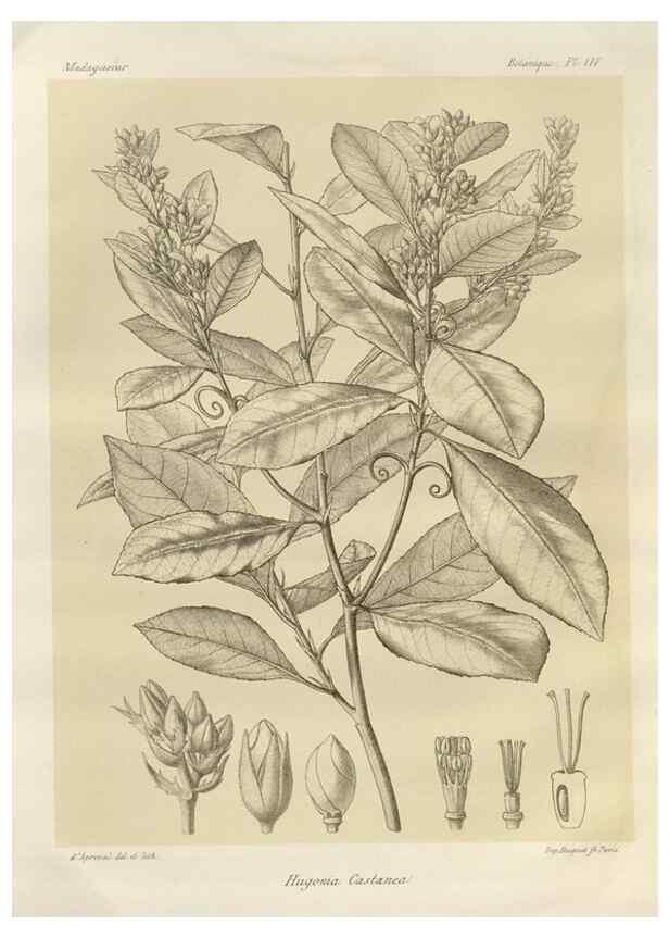 Reproducción/Reproduction 49785870286: Histoire physique, naturelle, et politique de Madagascar. Paris :Impr. nationale,1885-. 