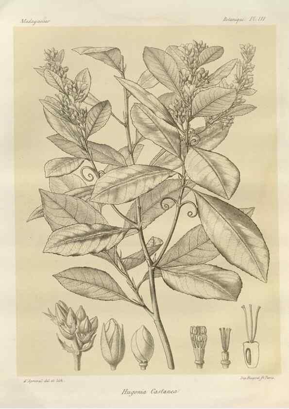 Reproducción/Reproduction 49785870286: Histoire physique, naturelle, et politique de Madagascar. Paris :Impr. nationale,1885-. 