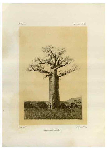 Reproducción/Reproduction 49785856921: Histoire physique, naturelle, et politique de Madagascar. Paris :Impr. nationale,1885-. 