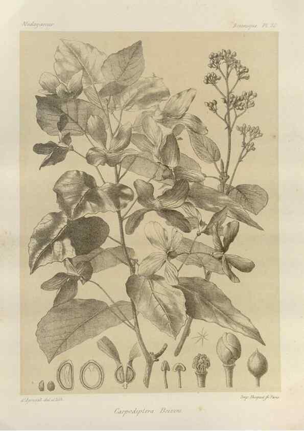 Reproducción/Reproduction 49786178757: Histoire physique, naturelle, et politique de Madagascar. Paris :Impr. nationale,1885-. 
