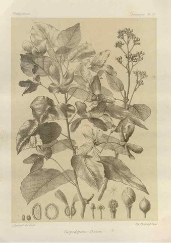 Reproducción/Reproduction 49786178757: Histoire physique, naturelle, et politique de Madagascar. Paris :Impr. nationale,1885-. 