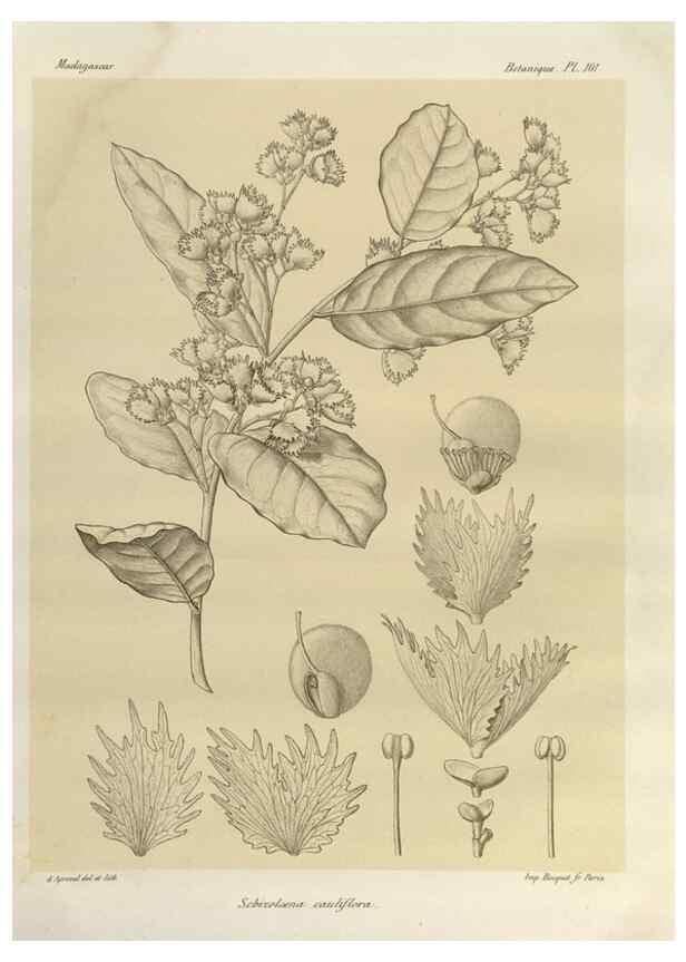 Reproducción/Reproduction 49786185912: Histoire physique, naturelle, et politique de Madagascar. Paris :Impr. nationale,1885-. 