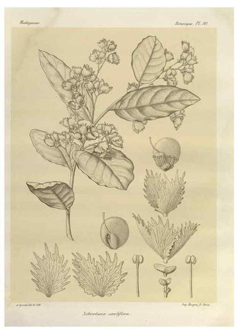 Reproducción/Reproduction 49786185912: Histoire physique, naturelle, et politique de Madagascar. Paris :Impr. nationale,1885-. 