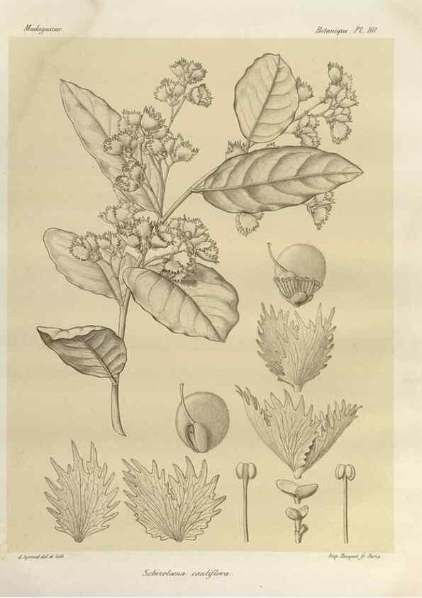 Reproducción/Reproduction 49786185912: Histoire physique, naturelle, et politique de Madagascar. Paris :Impr. nationale,1885-. 