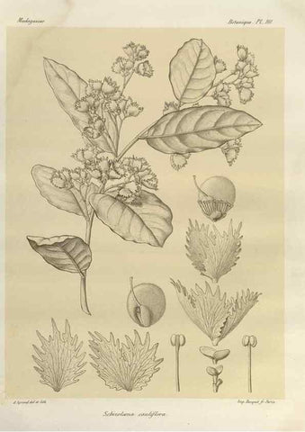 Reproducción/Reproduction 49786185912: Histoire physique, naturelle, et politique de Madagascar. Paris :Impr. nationale,1885-. 