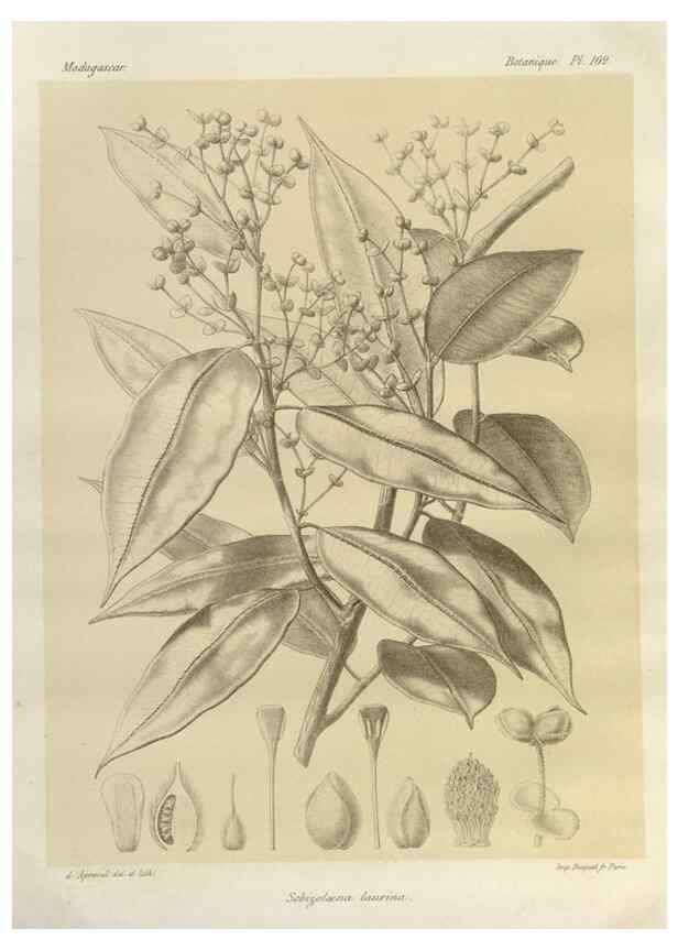 Reproducción/Reproduction 49786186177: Histoire physique, naturelle, et politique de Madagascar. Paris :Impr. nationale,1885-. 