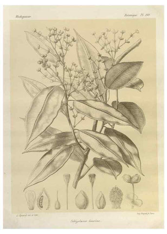 Reproducción/Reproduction 49786186177: Histoire physique, naturelle, et politique de Madagascar. Paris :Impr. nationale,1885-. 