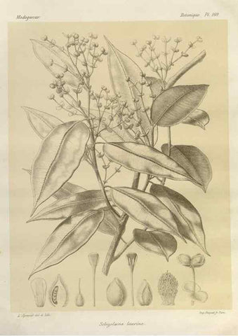 Reproducción/Reproduction 49786186177: Histoire physique, naturelle, et politique de Madagascar. Paris :Impr. nationale,1885-. 