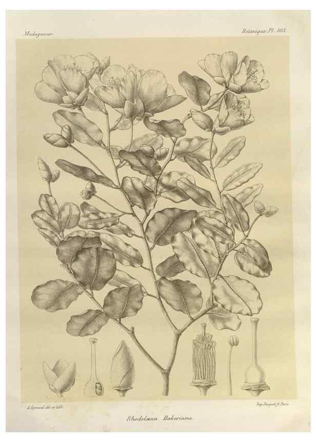 Reproducción/Reproduction 49786186397: Histoire physique, naturelle, et politique de Madagascar. Paris :Impr. nationale,1885-. 