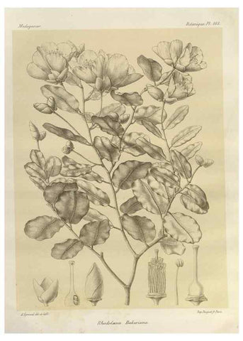 Reproducción/Reproduction 49786186397: Histoire physique, naturelle, et politique de Madagascar. Paris :Impr. nationale,1885-. 