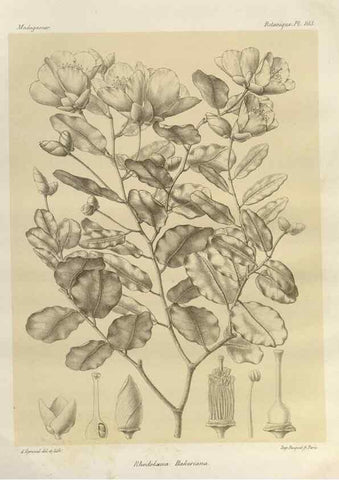 Reproducción/Reproduction 49786186397: Histoire physique, naturelle, et politique de Madagascar. Paris :Impr. nationale,1885-. 