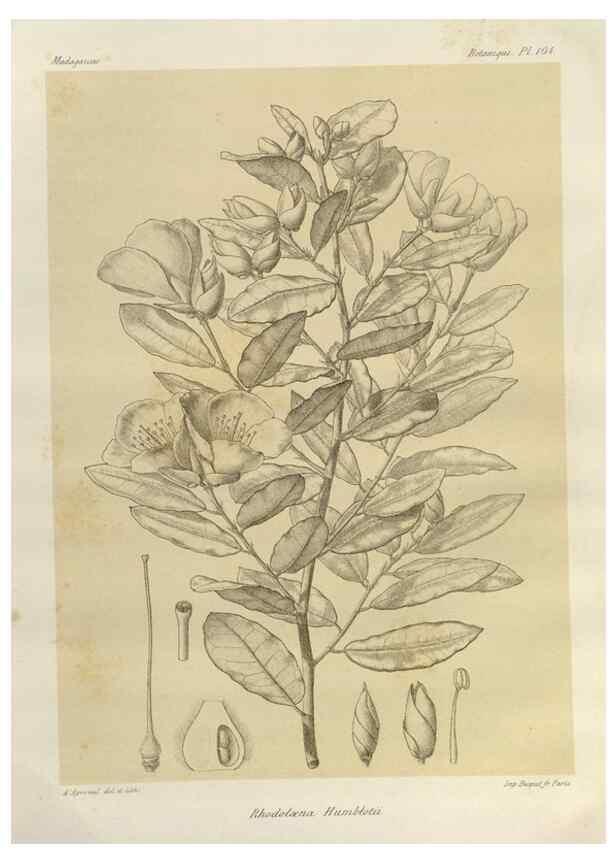 Reproducción/Reproduction 49785327898: Histoire physique, naturelle, et politique de Madagascar. Paris :Impr. nationale,1885-. 